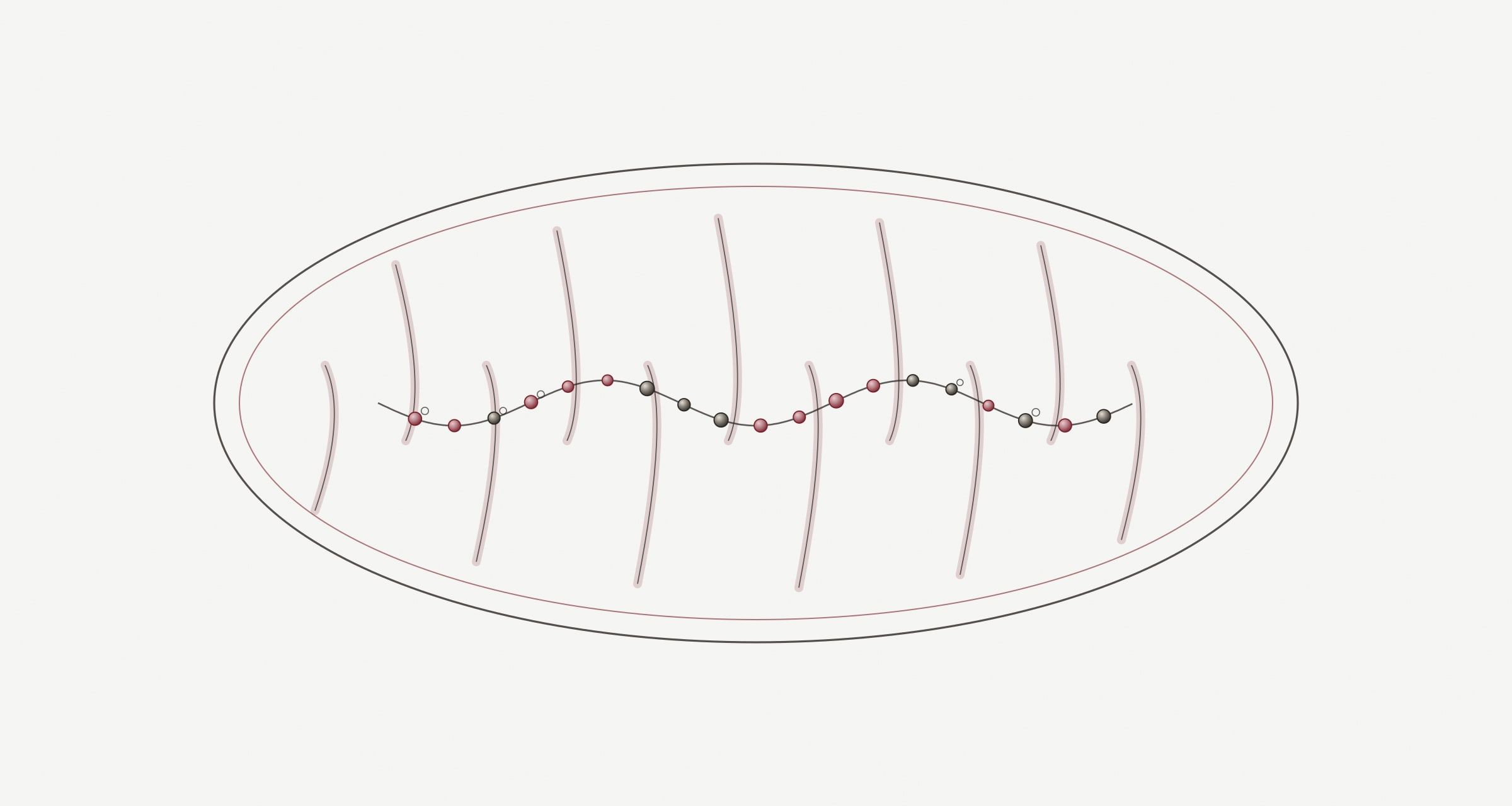 Plate: an ellipse with folded inner membranes, like a mitochondrion, with a short bead chain across it
